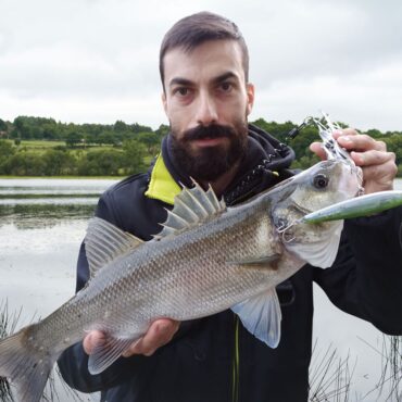 SPANISH LURES SPARROW