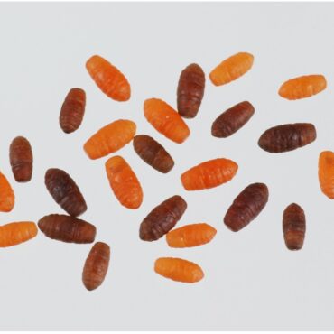 Casters artificiali, assortiti in misure e colori, possono essere innescati da soli od in combinazione con esche naturali. La loro leggerezza può essere utilizzata per controbilanciare il peso dell’amo. Per aumentarne l’efficacia possono essere aggiunti aromi.

Busta da 24 pezzi, confezione da 10 buste.